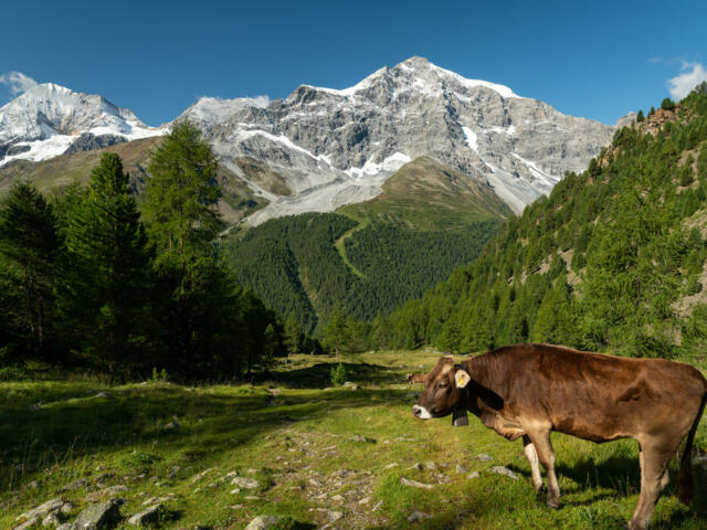Kuh auf einer Wiese im Ortlergebiet