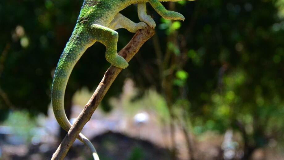 Cameleon (2).jpg