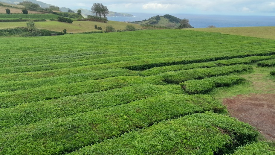 Azore Tee Plantage
