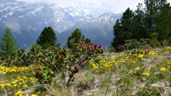 Ausblick auf die Ortler-Gebirgsgruppe
