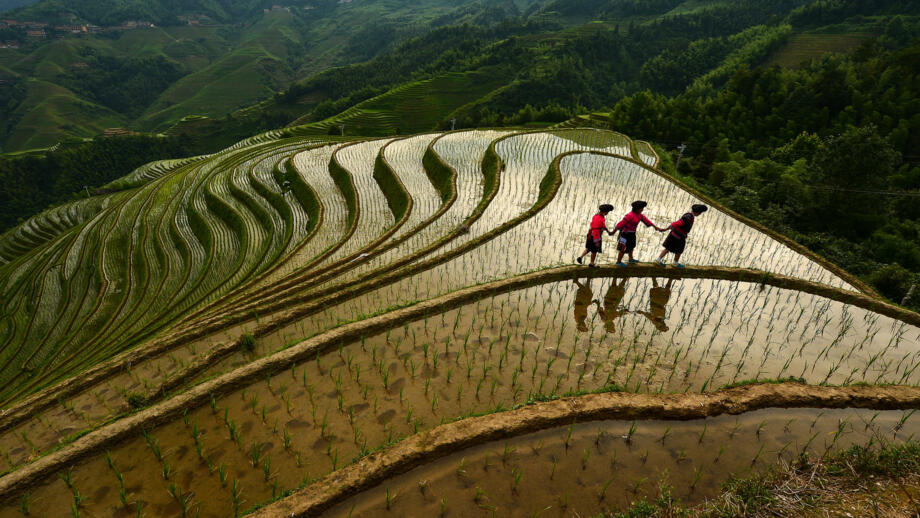 China Gulin Reisterrassen