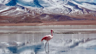 Flamingo im Süden Boliviens