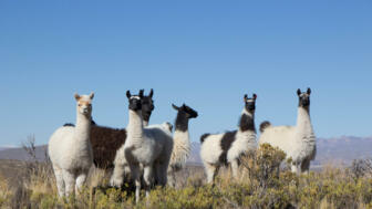 Lamas in Bolivien