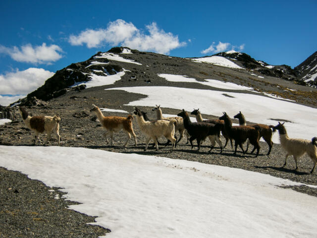 Trekkingerlebnis in der Cordillera Real