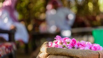 Taif ist ein Zentrum der Rosenzucht