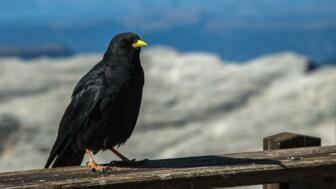 Ein Vogel auf der Veranda einer Hütte in den Dolomiten