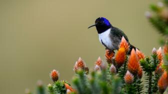 Kolibri in Ecuador