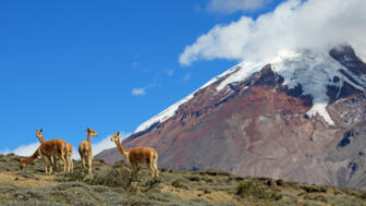 Vicunas in Ecuador