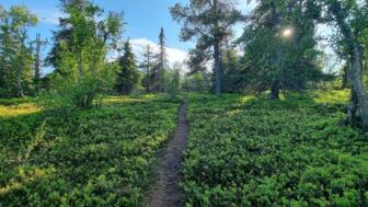 Pyhävaara Rentier Trail
