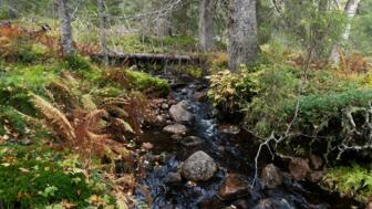 Riisitunturi Nationalpark, ein idyllischer Bach im Wald