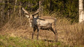 Ein Rentier in Finnisch Lappland
