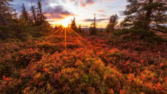 Sonnenuntergang und bunte Lichter im Riisitunturi Nationalpark