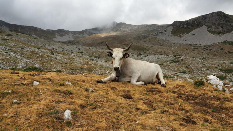 Sitzende Weidenkuh unter dem Mount Meta, bewölkte Landschaft