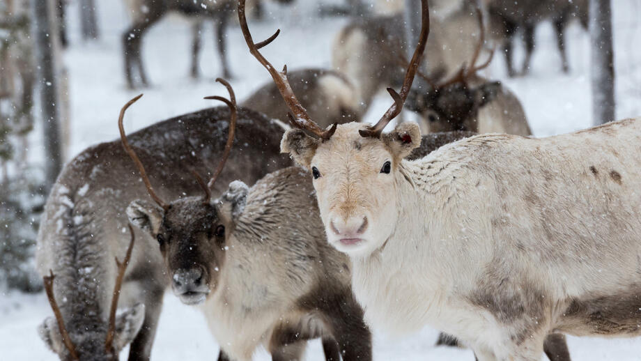 schweden-scwin-rentiere-in-natuerlicher-umgebung-shutterstock_1665392107.jpg