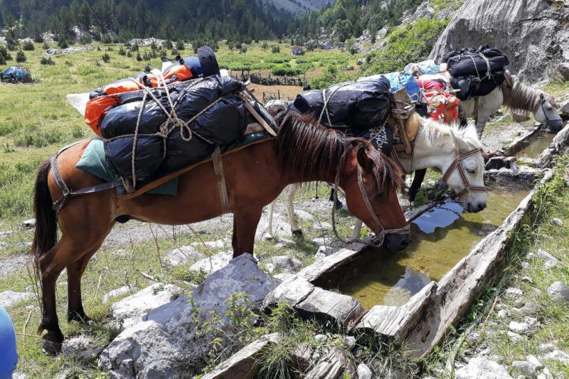 Pferde an der Tränke - Projekt Peaks of the Balkans
