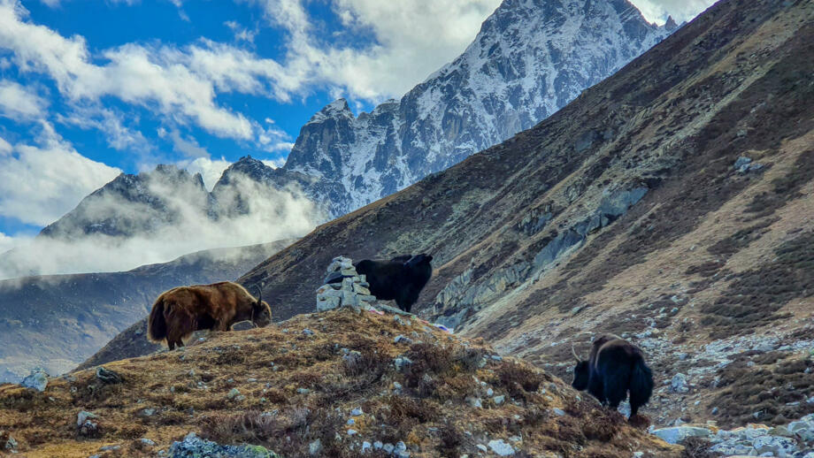 nepal-hiahg-yaks-grazing-grass-near-gokyo-village-on-the-background-of-machermo-peak-gokyo-lakes-and-cho-oyu-base-camp-shutterstock_1586489125.jpg