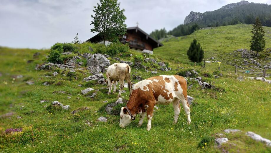 Österreich_Kaiergebirge_Coaching_und_ Wandern (2).jpg