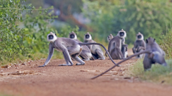 Eine Herde Affen auf der Straße in Sri Lanka