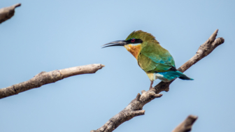 Ein fahrenprächtiger, bunter Vogel in Wattipu Nationalpark in Sri Lanka.