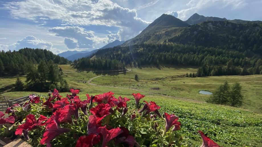 sentiero bonacossa da malga castrin.jpg