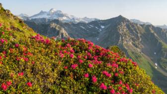 frankreich-pyrenaeen-shutterstock-2180148801.jpg