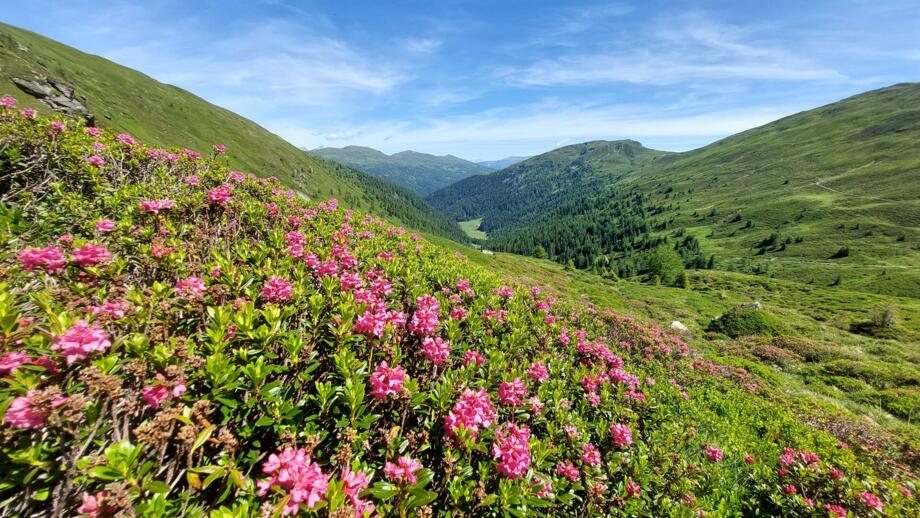 Alpenrosen