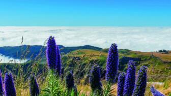 Beeindruckende Blütenpracht auf der Blumeninsel Madeira