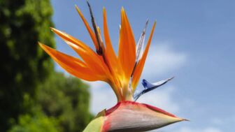 Auf der Insel Madeira blüht es zu jeder Jahreszeit