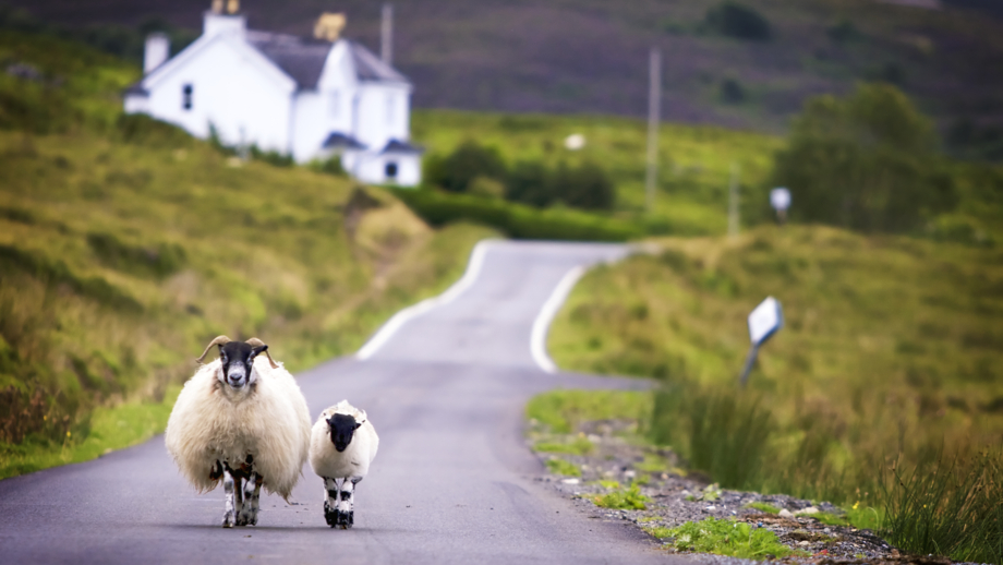 schottland-schafe-shutterstock-37292131.jpg