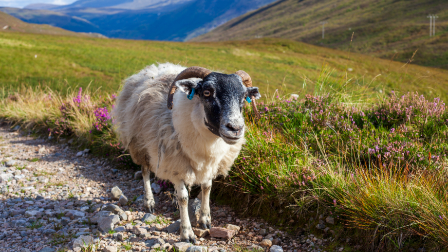 schottland-ukhila-landschaft-kueste-natur-IMG_1941.jpg