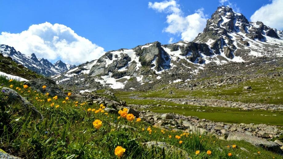 Almwiese mit gelben Bergblumen vor einem verschneiten Tienshangipfel