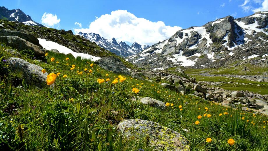 Grüne Wiese, gelbe Bergblumen, Geröll und bizarre Gipfel im Hintergrund