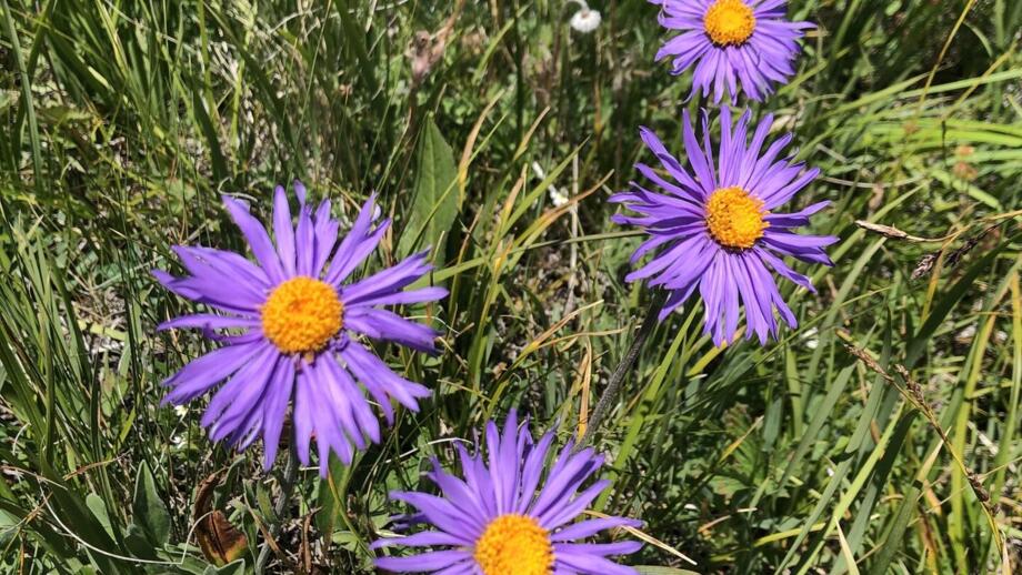 Lila Gebirgsblumen in der Karkara-Schlucht im Tienshan