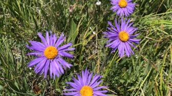 Lila Gebirgsblumen in der Karkara-Schlucht im Tienshan