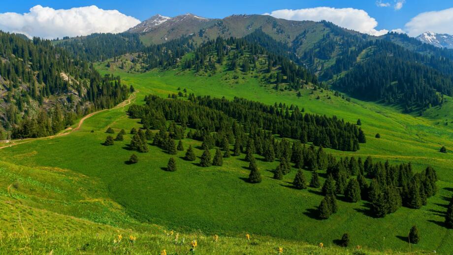 Sattgrüne wiesen und Wälder im Tienshan