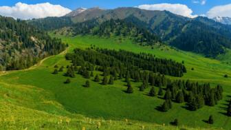 Sattgrüne wiesen und Wälder im Tienshan