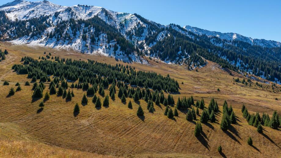 Tienshan-Landschaft mit Almgelände, Nadelbaäumen und schneebedeckten Bergem im Hintergrund