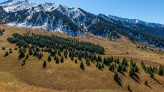Tienshan-Landschaft mit Almgelände, Nadelbaäumen und schneebedeckten Bergem im Hintergrund
