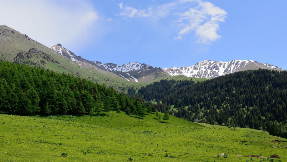 grüne Wälder und Wiesen vor angeschneiten Bergen in Kasachstan