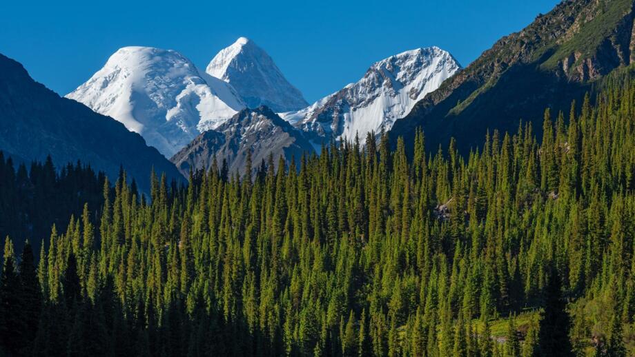 Blick aus dem dichten Wald auf den Siebentausender Kan TGengri