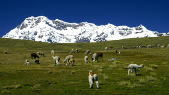 Grasende Lamas vor dem Sechstausender Ausangate in der Cordillera Violcanota