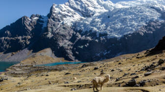Lamas, bergsween und Gletscher in der Cordillera Vilcanota