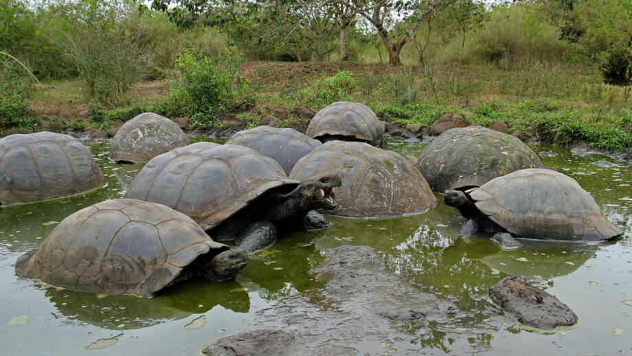 Mehrere große Schildkröten am Gewässer in der Natur