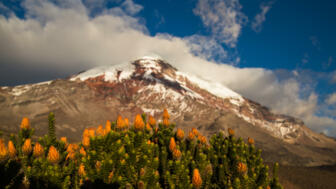 Der Berg Chimborazo im Hintergrund mit orangenen Blumen im Vordergrund