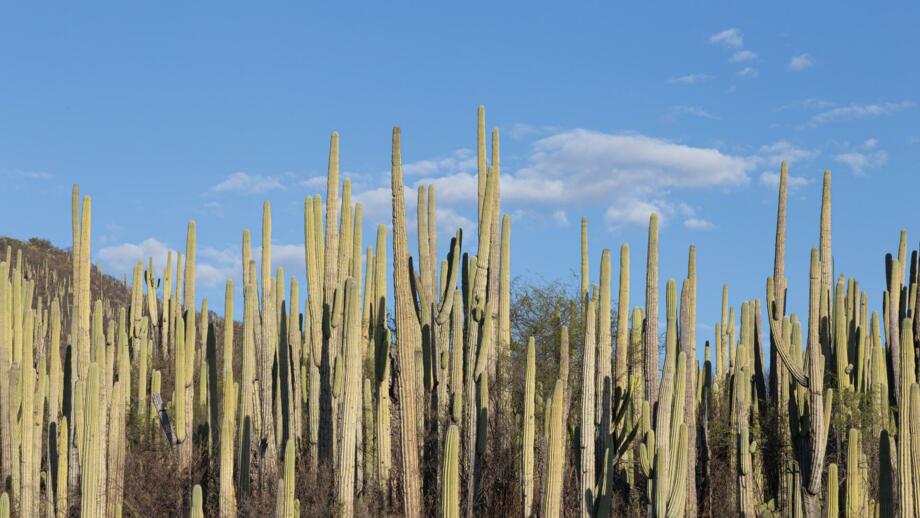 Grüne Riesenkakteen unter blauem Himmel in Mexiko
