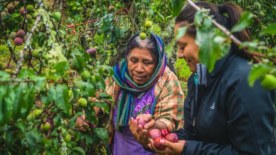 Zwei Frauen mit reifen Früchten bei der Ernte in Mexiko
