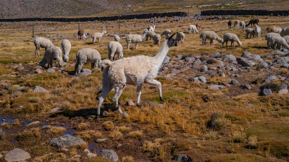 Grasende Lamas in der Cordillera Blanca