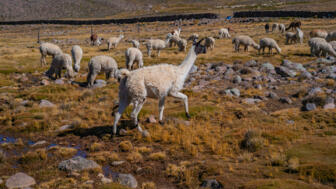 Grasende Lamas in der Cordillera Blanca