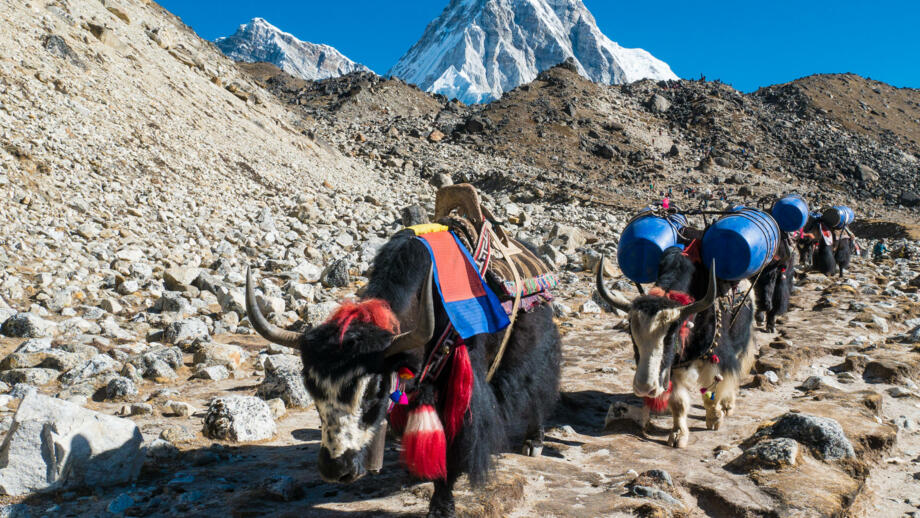 nepal-hiahk-yaks-die-schwergueter-zum-everest-base-camp-im-himalaya-transportieren-shutterstock_709419487.jpg