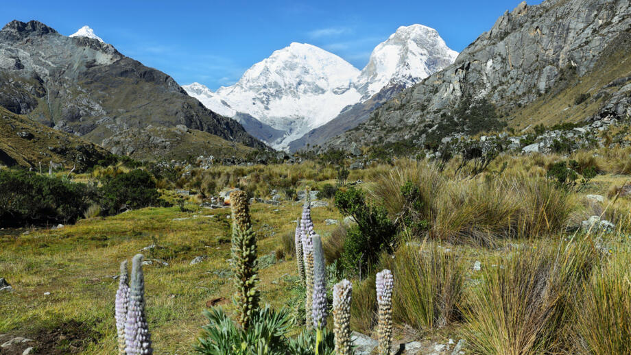 Büschelgras und seltene Pflanzen vor Eisbergen in der Cordillera Blanca